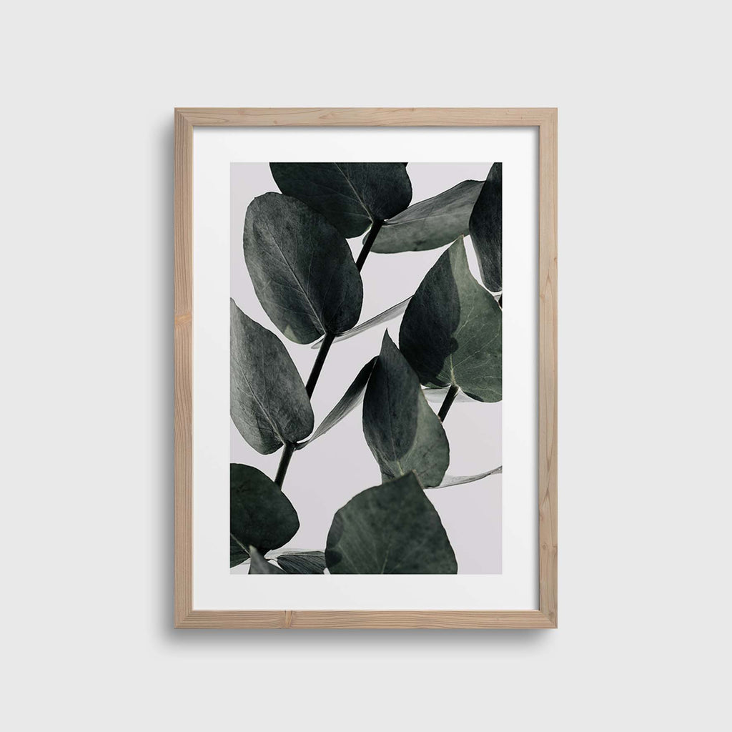 Eucalyptus #2