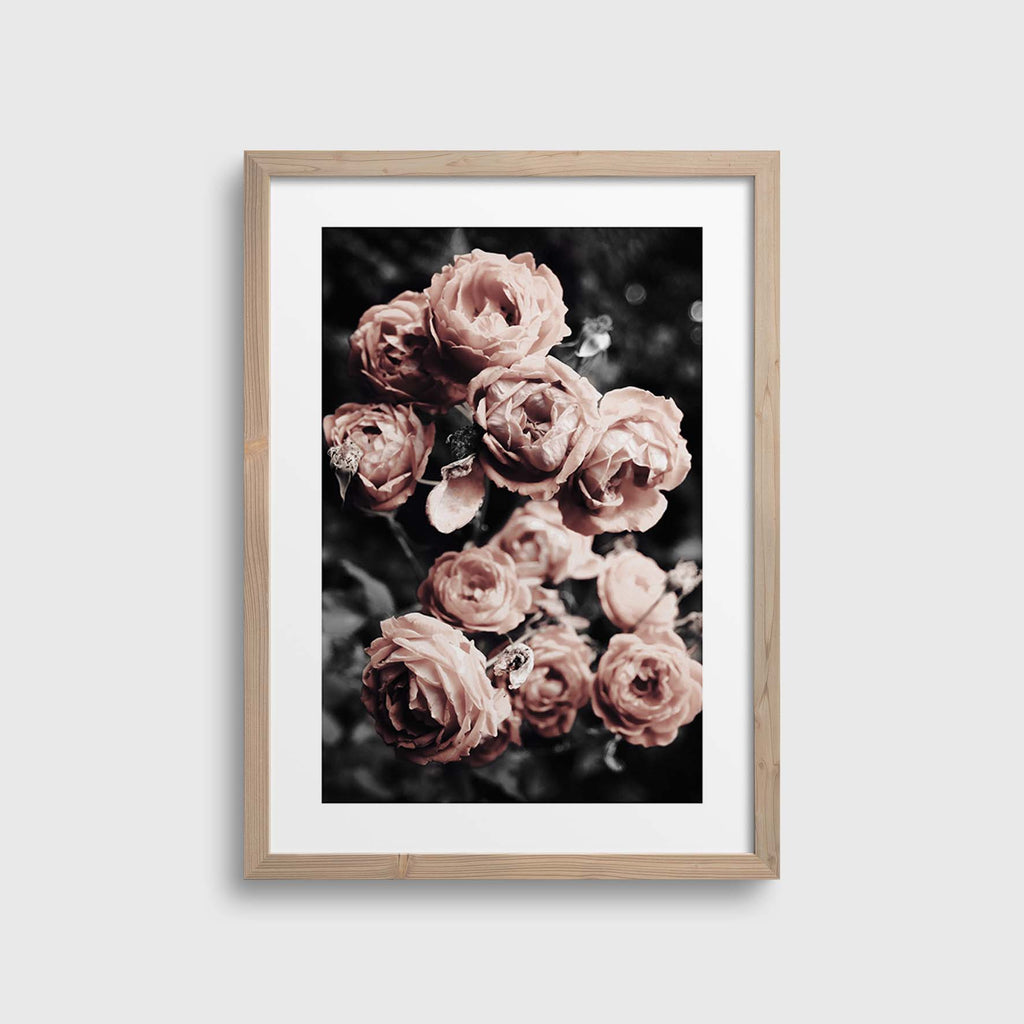 Rose Bush #2