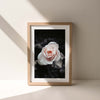 Rose Bush #3