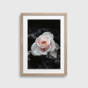 Rose Bush #3