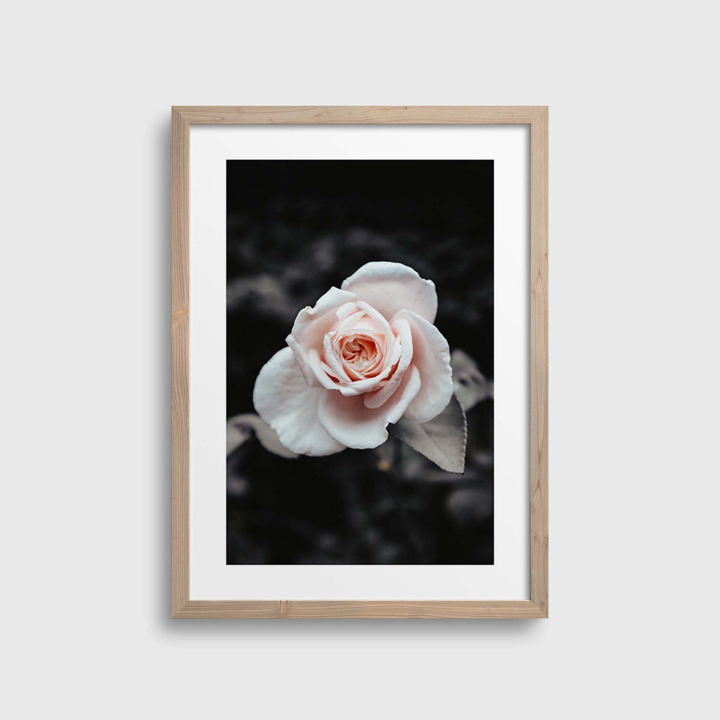 Rose Bush #3