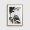 Grey Monstera #2