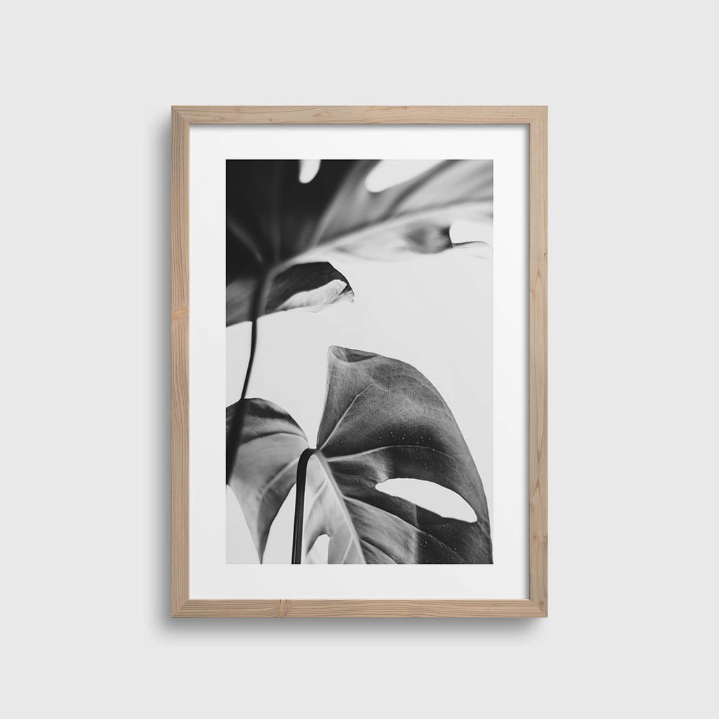 Grey Monstera #2