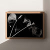 Black Monstera #1