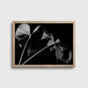 Black Monstera #1