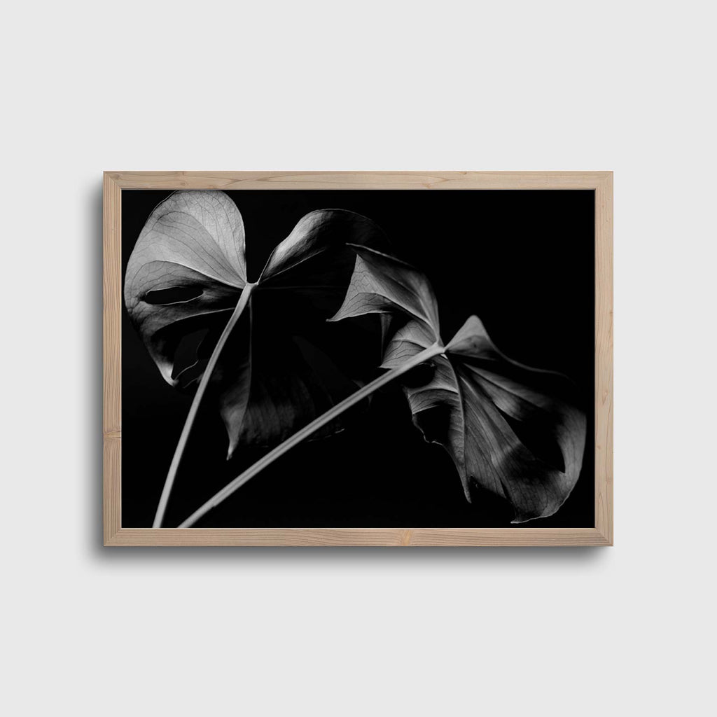 Black Monstera #1