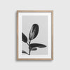 Grey Rubberplant #1