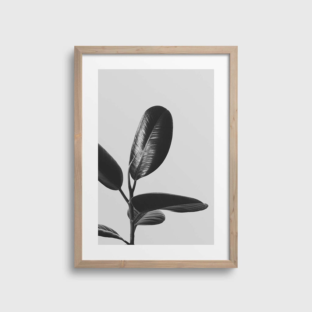 Grey Rubberplant #1