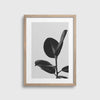 Grey Rubberplant #2