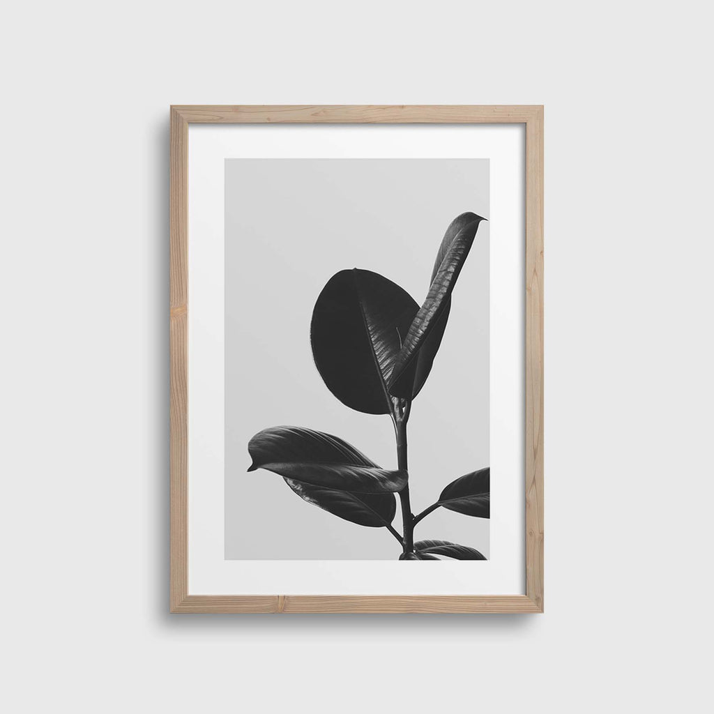 Grey Rubberplant #2
