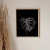 Black & Grey Monstera