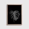 Black & Grey Monstera