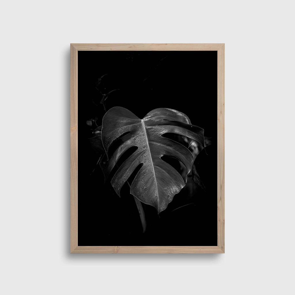 Black & Grey Monstera