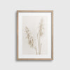 Pampas #3