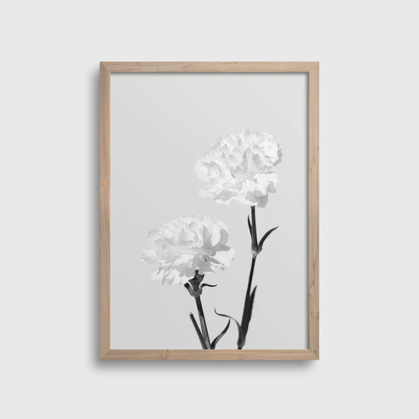 White Carnations #2